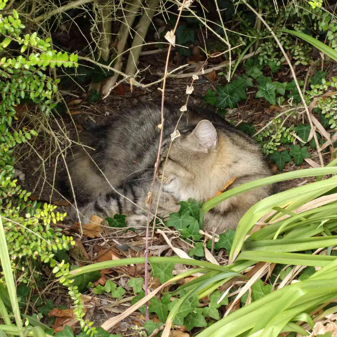 A tabby cat curled among green plants and dry twigs