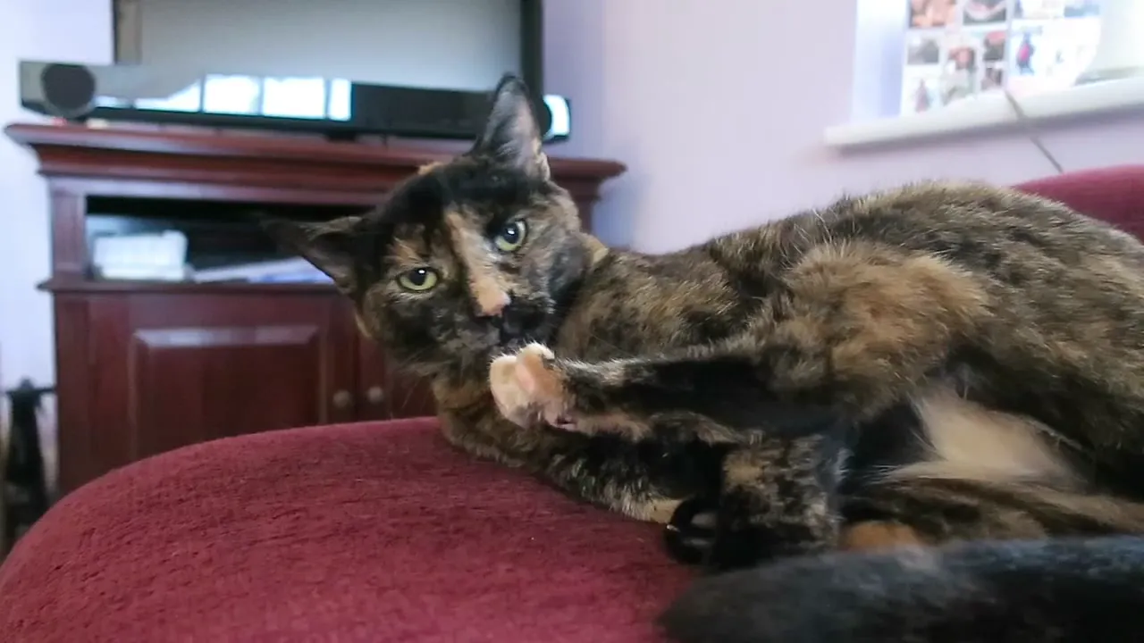 A tortoiseshell cat reclining on the back of a red chair in the Remembering my cats video