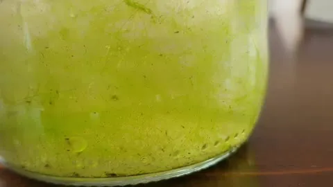 A glass jar containing greenish water, sediment and plant material