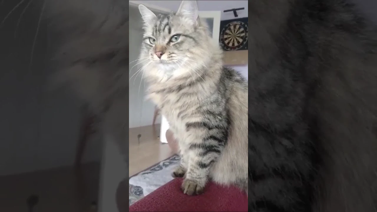 A long-haired tabby cat in the official thumbnail for the Dave Gibson video titled Lord Pushkin