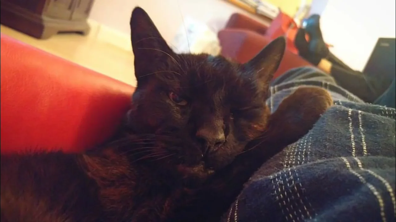 A black cat resting on a blue checked blanket in the Toffee-labelled memorial video